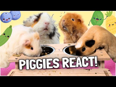 Guinea Pigs Try New Foods: Taste Testing Pignic! 🐹🍍