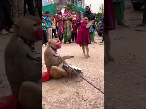 💓💃तेरे हुस्न का चर्चा होने लगा है गली गली / Tere Husn Ka Charcha Ab To #viral #trending #shorts