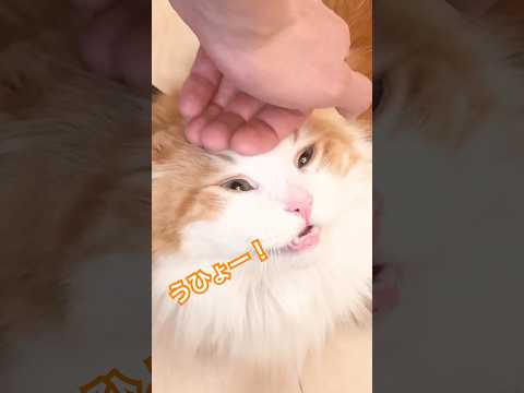 マンチカンのなんちゃんの可愛さと癒しのシーン集 サムネイル