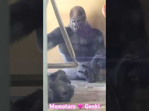 Gorilla⭐️Momotaro & Genki  夫モモタロウと妻ゲンキ♪ #ゴリラ  #gorilla   #shorts  #animals