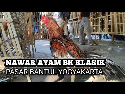 Bidding classic Bangkok BK chicken in the market - blue cage ABG