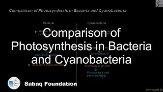 Comparison of Photosynthesis in Bacteria and Cyanobacteria