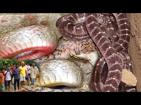 एक ही स्थान पर नर और मादा सांपो को कैसे रेस्क्यू किया गया। Venomous & Non Venomous Snakes Rescue 😱