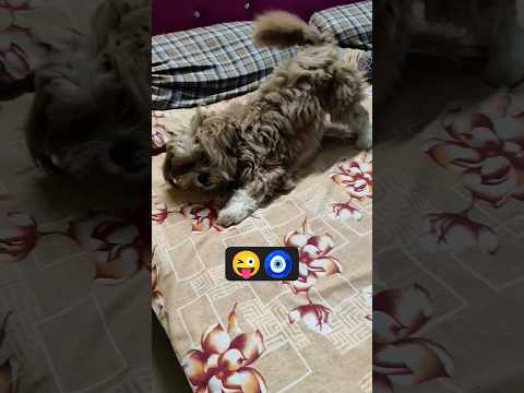 ♥️🧿#funny #dog #pet #ytshorts #viral