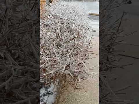 Ice Ice Baby❄️ Bushes covered in a layer of ice #ice #cold #bushes