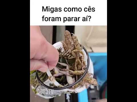 Como as pobe foram parar ali? #memes #animaisdublados #animaisengracados #humor