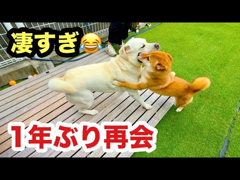 約1年ぶりに再会する犬たちの勢いが凄すぎた!