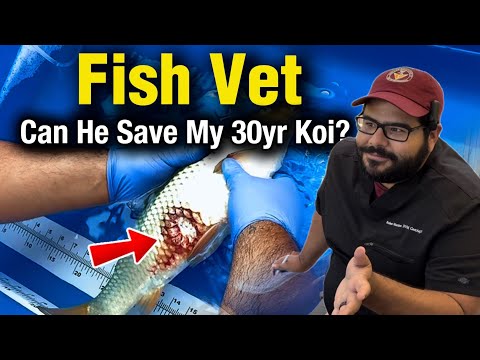 Emergency Vet Visit_ *Bacterial Infection* Treatin When my 30-year-old koi developed a severe bacterial infection, I knew I needed help fast. This isn