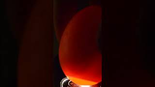 Candling Colored Eggs , Day 10