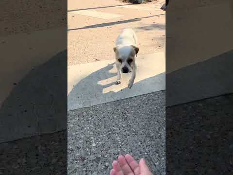 Little dog frantically running back and forth. He needed help but he was too scared to be caught