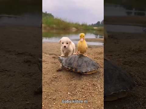 Dog and tortoise video #funny #cute #dog #comedy #music #song #bestfriends