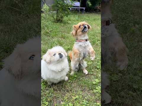 Собачки Узнали Что Они Приёмные #короткиевидео