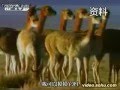 动物世界特别篇 马勒戈壁上的草泥马完整版