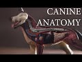 Understanding Canine and Human Digestive Systems