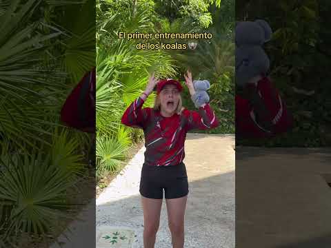 ¿Quien ganará el summerkamp? 🐨❤️#humor #summerkamp2025 #koala #kimrixs