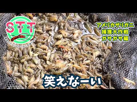 アメリカザリガニ捕獲大作戦（ガサガサ編）