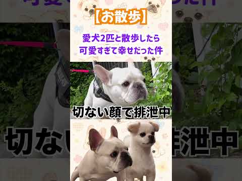 愛犬たちと一緒に歩く時間が幸せすぎた
