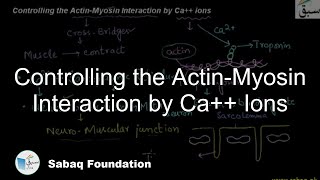 Controlling the Actin-Myosin Interaction by Ca++ Ions