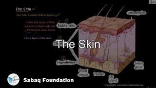 The skin