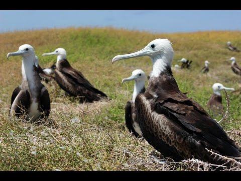 YouTube video thumbnail: Wildlife and Heritage of Anguilla