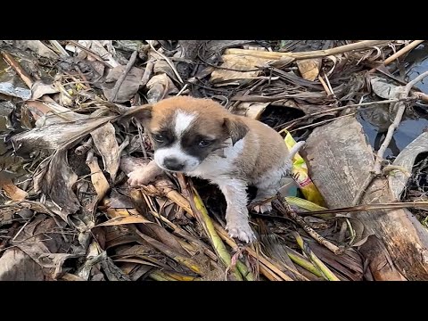 Under the drizzling rain, the little dog lay on a pile of garbage floating on the cold water.