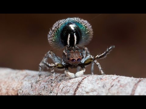 Peacock Spider 14 (Maratus fimbriatus)