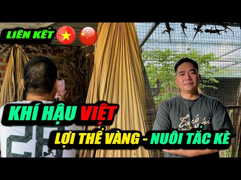 KHÍ HẬU VIỆT - LỢI THẾ VÀNG ĐỂ NUÔI TẮC KÈ / LIÊN KẾT VIỆT-TRUNG | CHANNUOI.NET