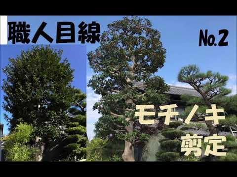 庭木の剪定 モチノキ剪定№2