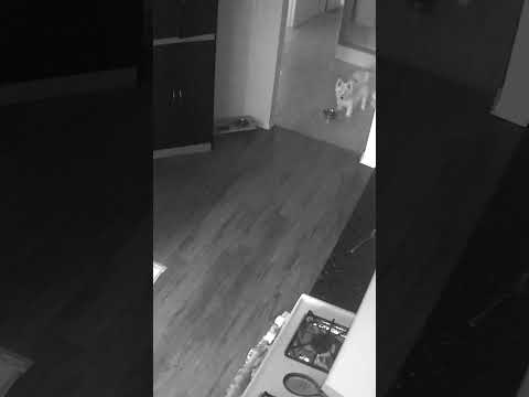 Luna doesn’t like to stay home