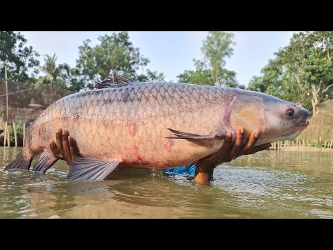 World's Best Cast Net Fishing In Pond  #fish #bigfish #fishing