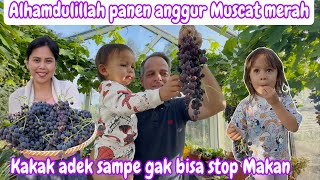 ALHAMDULILLAH PANEN ANGGUR MUSCAT MERAH || KAKAK ADEK SAMPE GAK BISA STOP MAKAN 