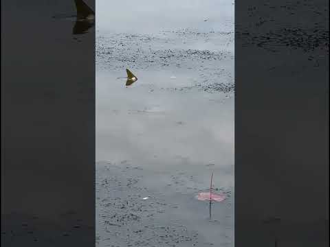 সর্বনাশ মাছ |Mach dhora|hook fishing #fishing #ytshorts #shorts