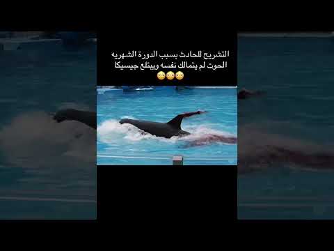 حادثة هجوم جيسيكا أوركا | لقطات واقعية من عرض مارين بارك | لحظة صادمة وعاطفية #منوعات_فواز #عائلتي