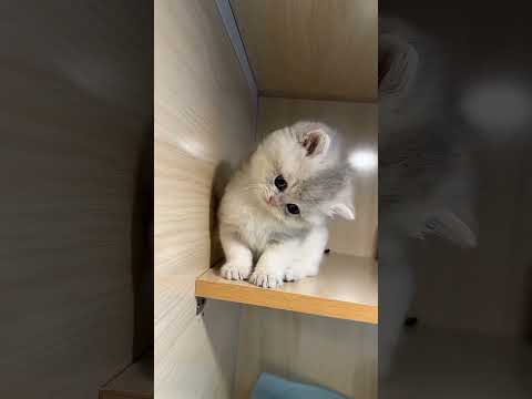 This Kitten Thinks Sheโs Grown Up! ๐ณ๐ฑ