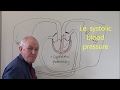 Human Circulatory System Functions