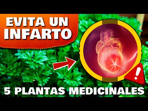 ¡ALERTA INFARTO! Las 5 Plantas Medicinales que DESTAPAN ARTERIAS y ELIMINAN el COLESTEROL MALO