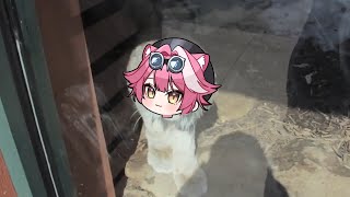 Raora big cat want to attack human | Animal hololive