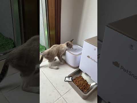 Doamos o gatinho temporário?💔