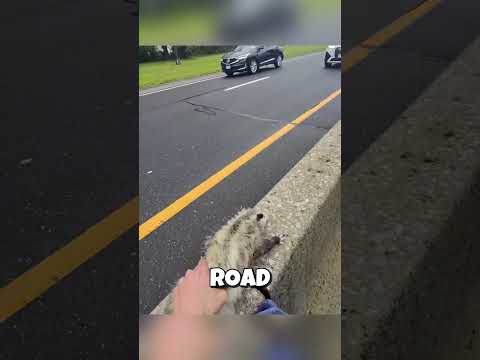 This man saved a helpless Opossum ❤️