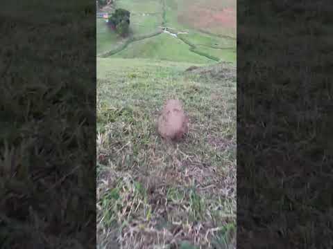 Casa de cupim morro abaixo #satisfying #viral #asmr