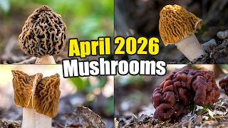 Mushrooms I Found in April 2026 - Spring Mushrooms Foraging - Verpa bohemica - Morchella - Gyromitra