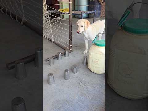 Jerry ko challenge 😮💀|| #trending #viral #shotrs #dog #minivlog
