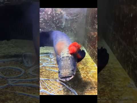 🛡️🌊 Peixe à prova de balas da Amazon 🐟💥