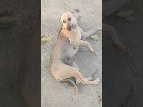 leo nahi my dog bhuri 😍 | anant rastogi | @AnantRastogi @peta #dog #doglover #shortvideo #love