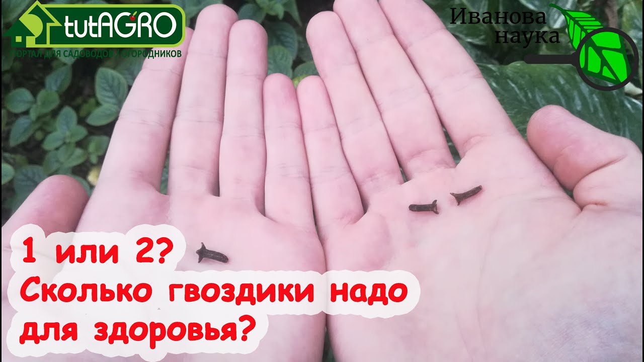 Красным стержнем. Как правильно использовать гвоздику для укрепления здоровья. Польза и вред гвозики