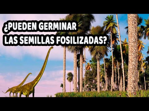 ¿Se Pueden reproducir Plantas de la Era de los Dinosaurios a partir de Fósiles de Semillas?