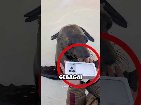 singa laut ini kasih iphone ke majikannya,tapi isinya bikin ngakak 😂