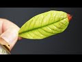 Diagnosing Nutrient Deficiencies in Plants