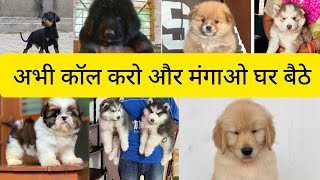 Dog stunt l🥳pug😘 new member Dog #cute puppy status #tik_tok #tiktok #dog #short #labrador #shitzu