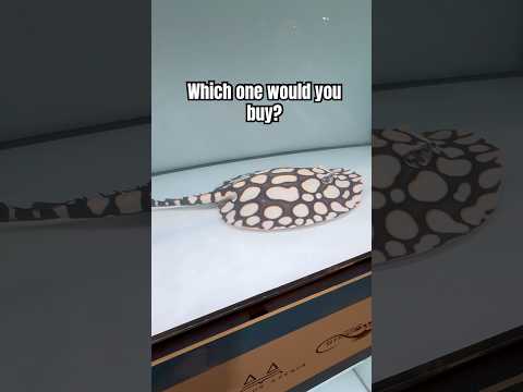 Which stingray is #1? #stingray #aquariumhobby #ra 